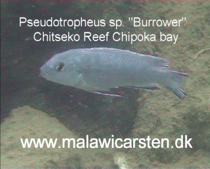 Pseudotropheus sp. "Burrower" Chitseko Reef Chipoka bay